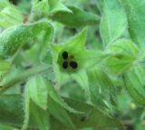 Nonea flavescens