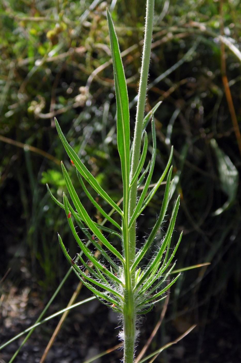 Image of Lomelosia caucasica specimen.