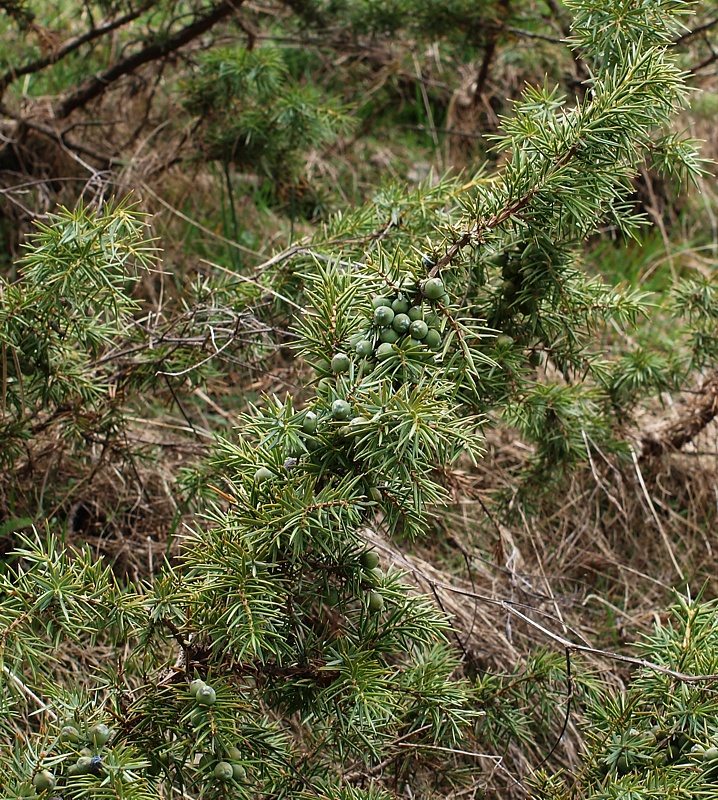 Image of Juniperus oblonga specimen.