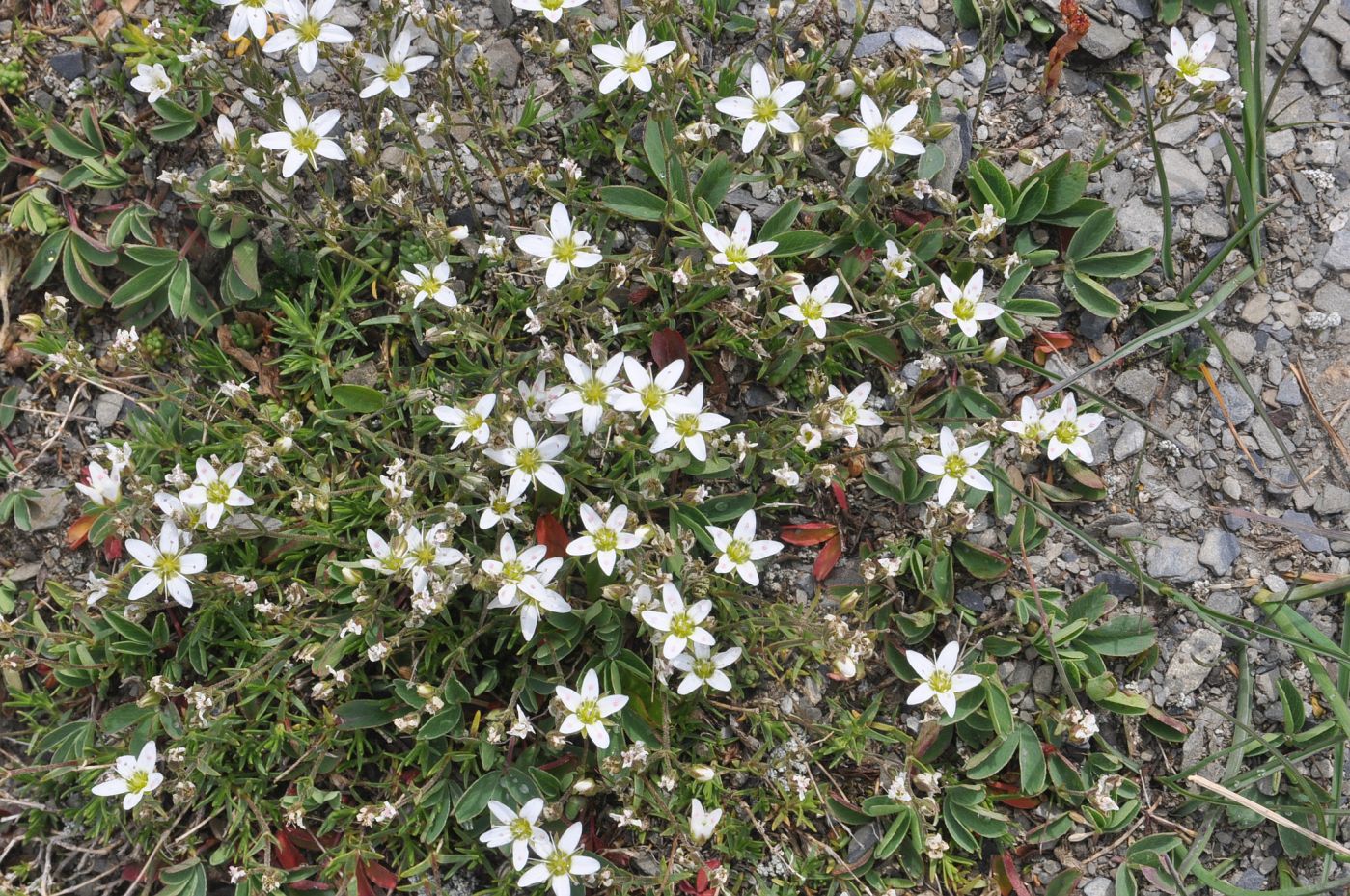 Image of Minuartia oreina specimen.