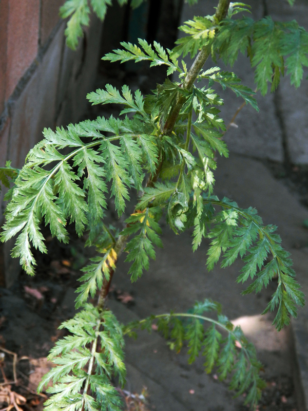 Image of Pyrethrum corymbosum specimen.