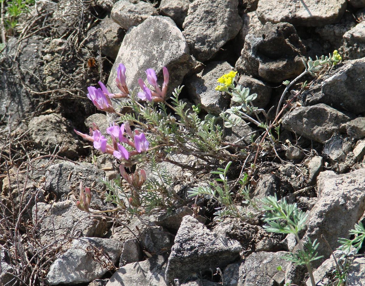 Изображение особи Astragalus angarensis ssp. ozjorensis.