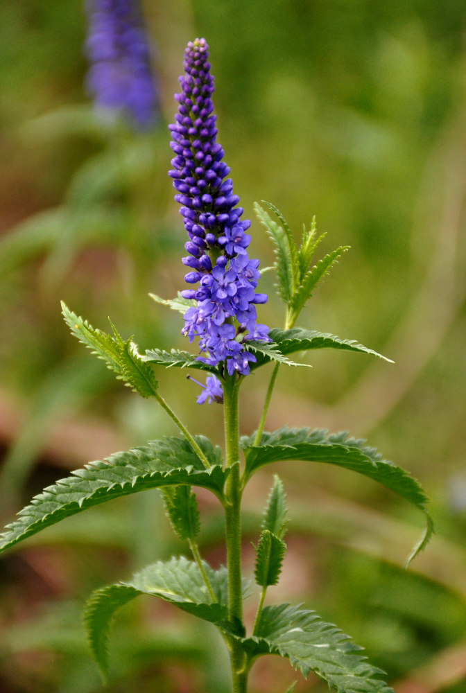 Image of Veronica longifolia specimen.