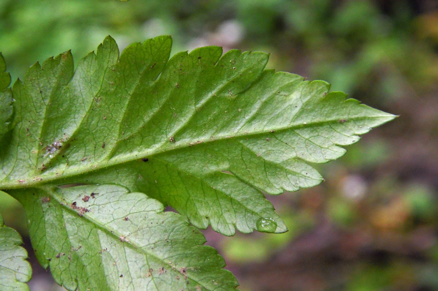 Изображение особи Anthriscus schmalhausenii.