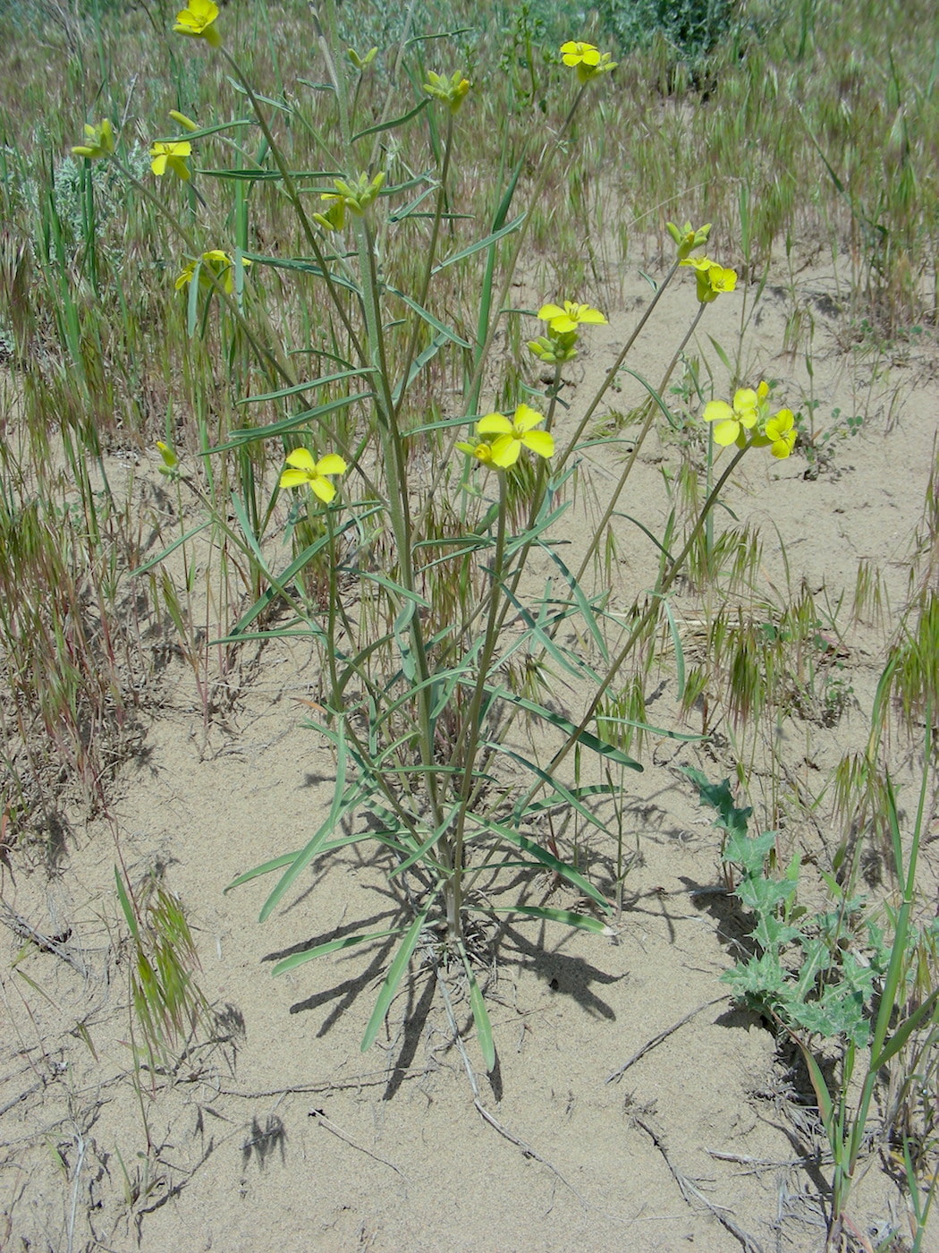 Image of Erysimum canescens specimen.