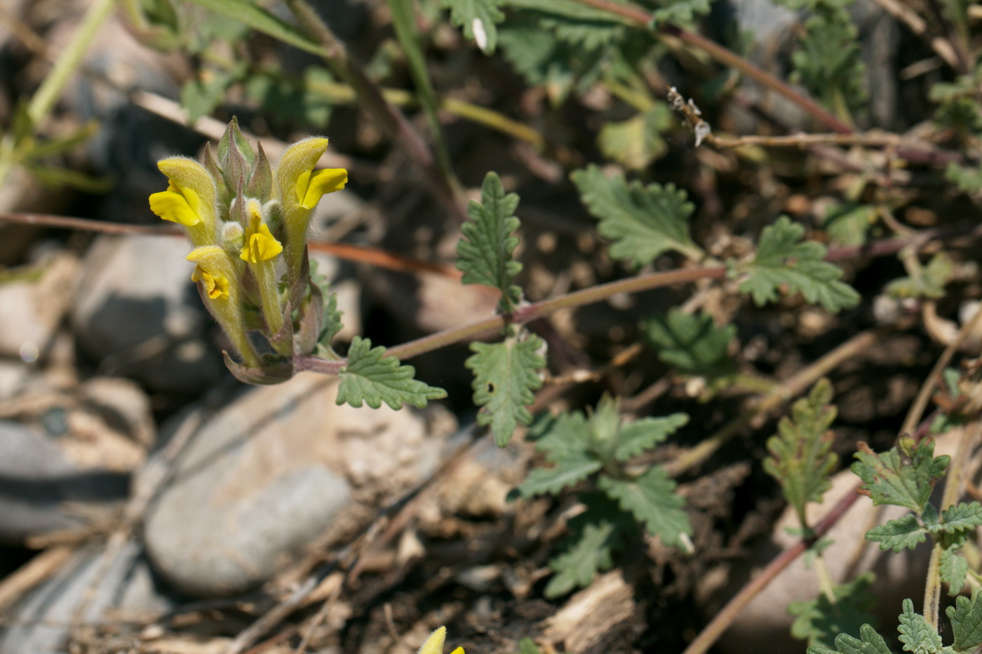 Image of Scutellaria comosa specimen.