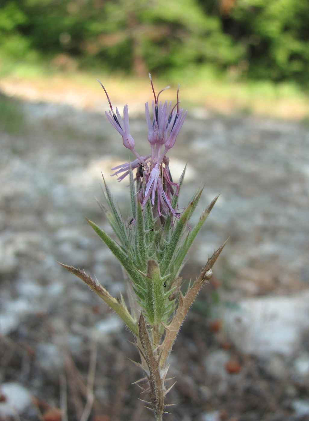 Изображение особи Carthamus glaucus.