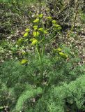 Prangos ferulacea. Зацветающее растение. Дагестан, окр. г. Дербент, гора Ачигсырт, опушка леса. 23.04.2019.