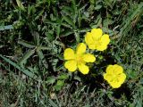 Potentilla reptans