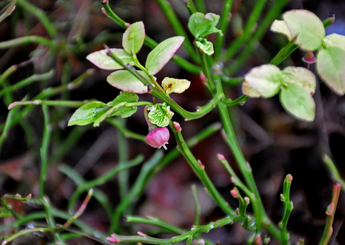 Image of Vaccinium myrtillus specimen.