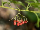 Solanum pseudopersicum. Часть побега с соплодием. Краснодарский край, Пшадский сельский округ, окр. с. Криница, ущ. Грекова щель, берег лесного ручья. 23.08.2019.