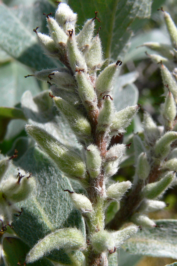 Image of Salix glauca specimen.