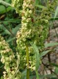 Rumex crispus. Часть соплодия и листочек. Приморский край, г. Артём, р-н ост. 17-й км, берег водоема с лотосами. 06.08.2019.