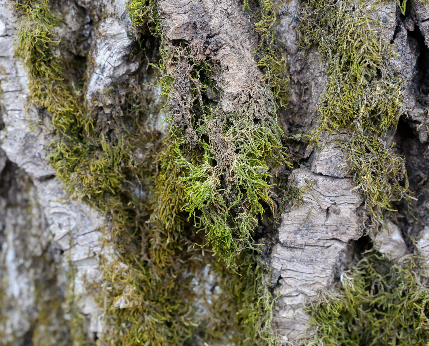 Image of class Bryopsida specimen.