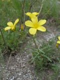 Linum ucranicum