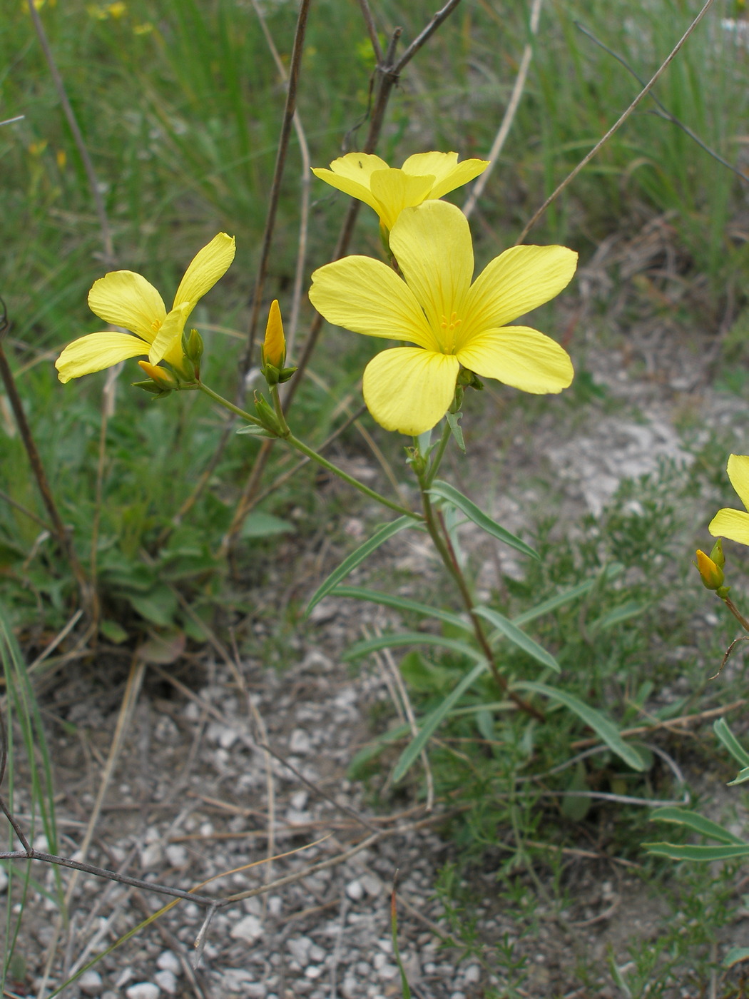 Linum dolomiticum