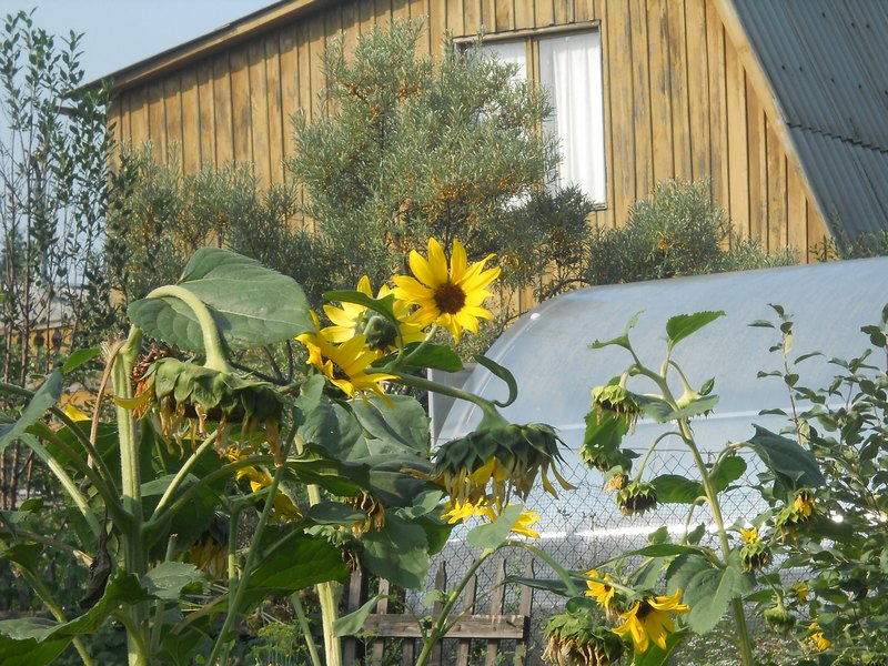 Изображение особи Helianthus annuus.