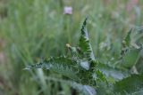 Sonchus asper