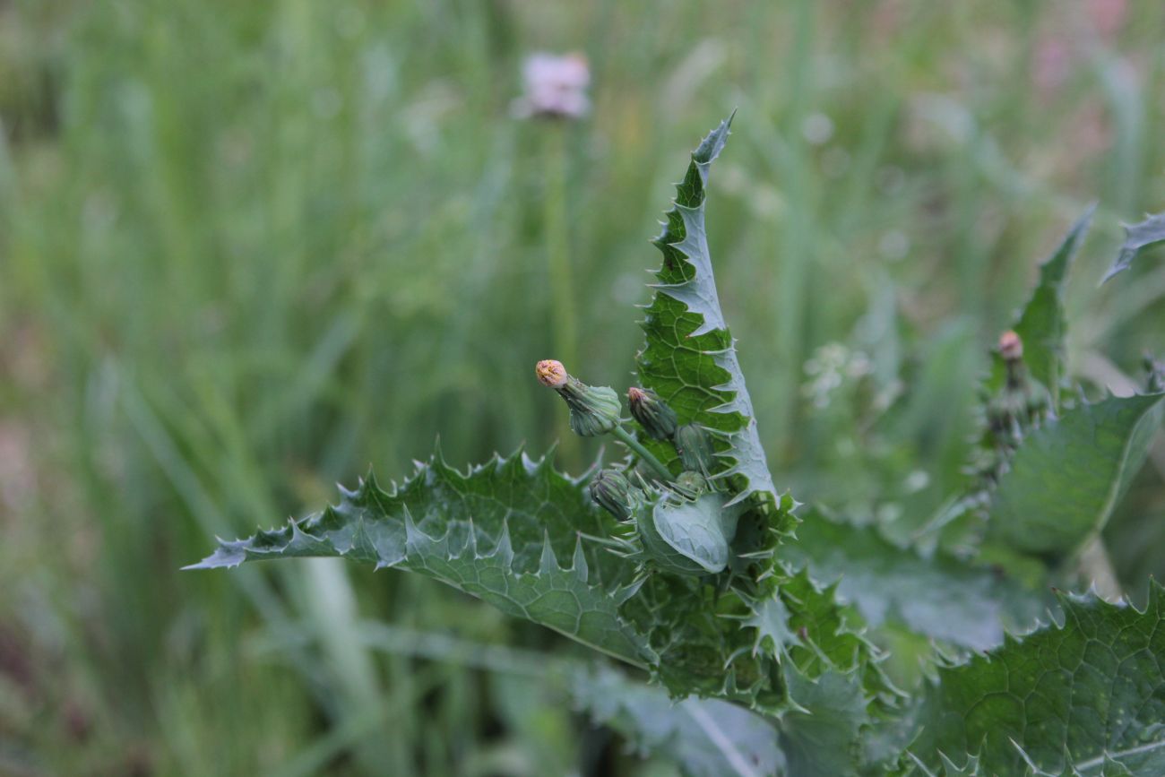 Image of Sonchus asper specimen.