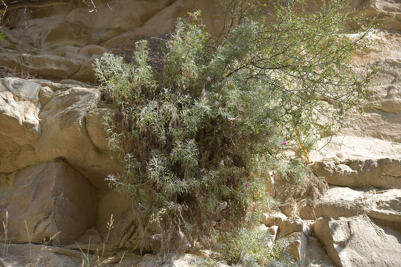 Image of Centaurea akamantis specimen.