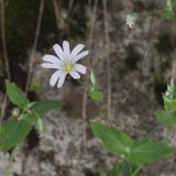 Cerastium davuricum. Верхушка побега с цветком, бутоном и листьями. Северная Осетия, Алагирский р-н, Цейское ущелье, левый берег р. Цейдон, 2100 м н.у.м. 14.07.2020.