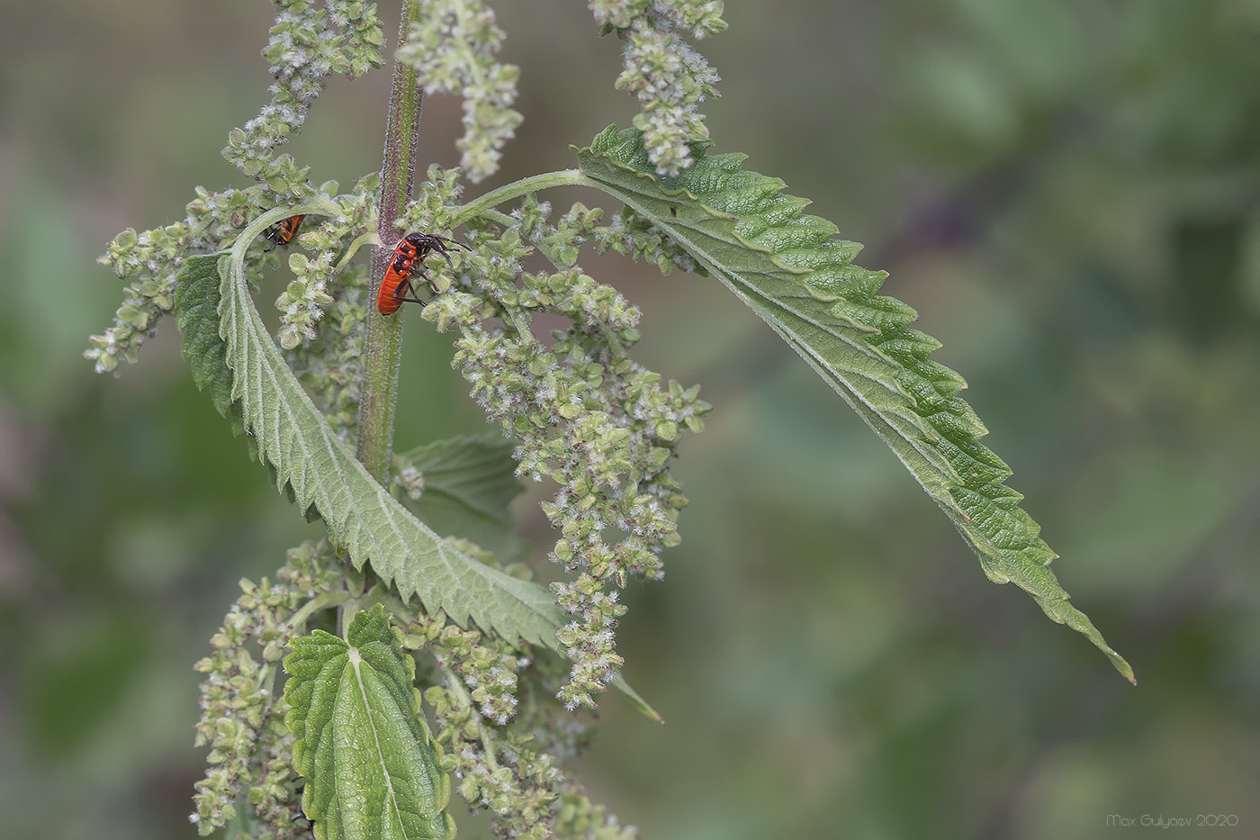 Изображение особи Urtica dioica.