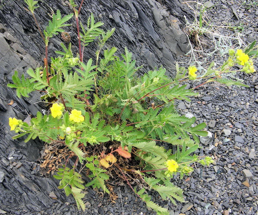 Image of Potentilla acervata specimen.