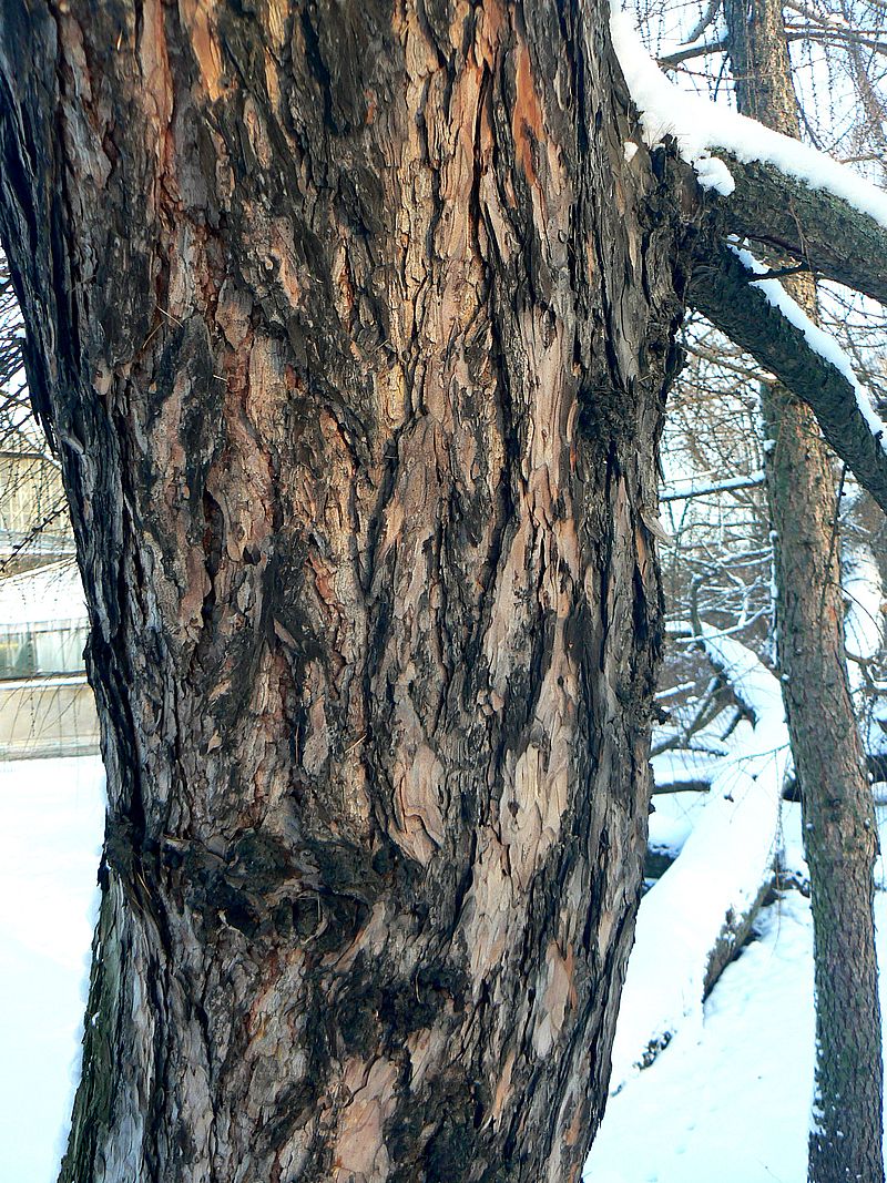 Image of Larix decidua specimen.