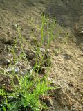 Youngia tenuifolia