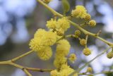 Acacia pycnantha. Соцветия. Испания, автономное сообщество Каталония, провинция Жирона, комарка Баш-Эмпорда, муниципалитет Палафружель, ботанический сад \"Кап-Роч\". 28.02.2021.