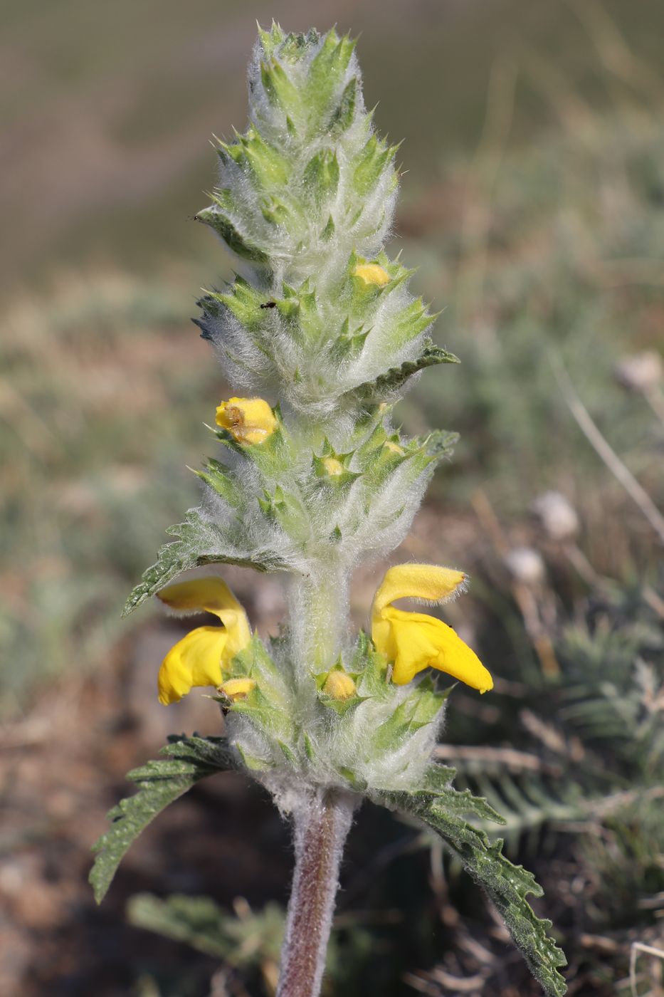 Изображение особи Phlomoides ambigua.