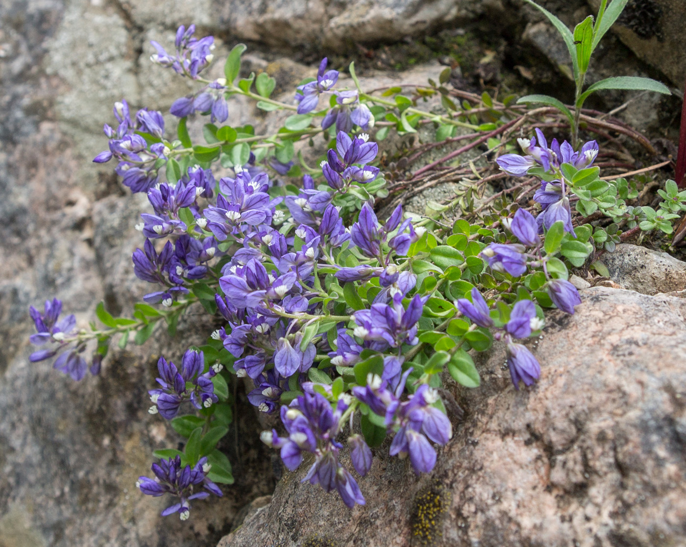 Изображение особи Polygala supina.