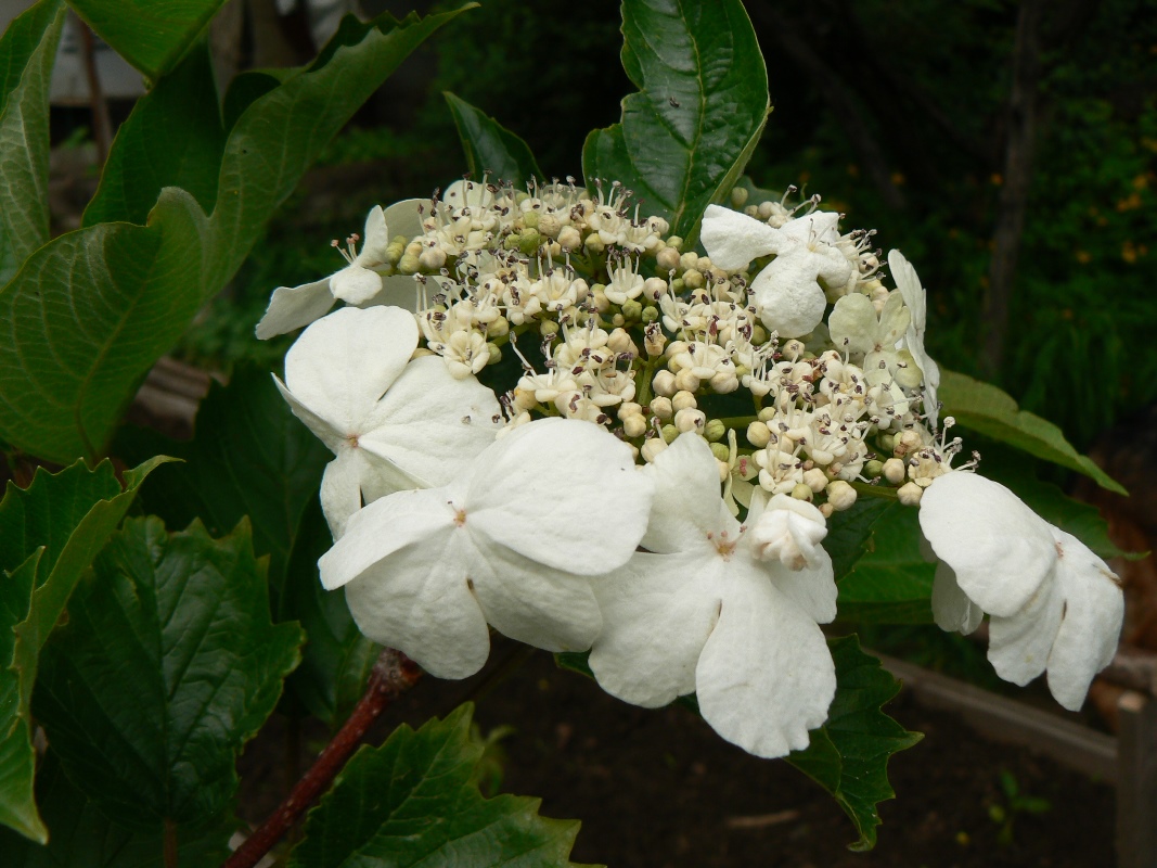 Изображение особи Viburnum sargentii.