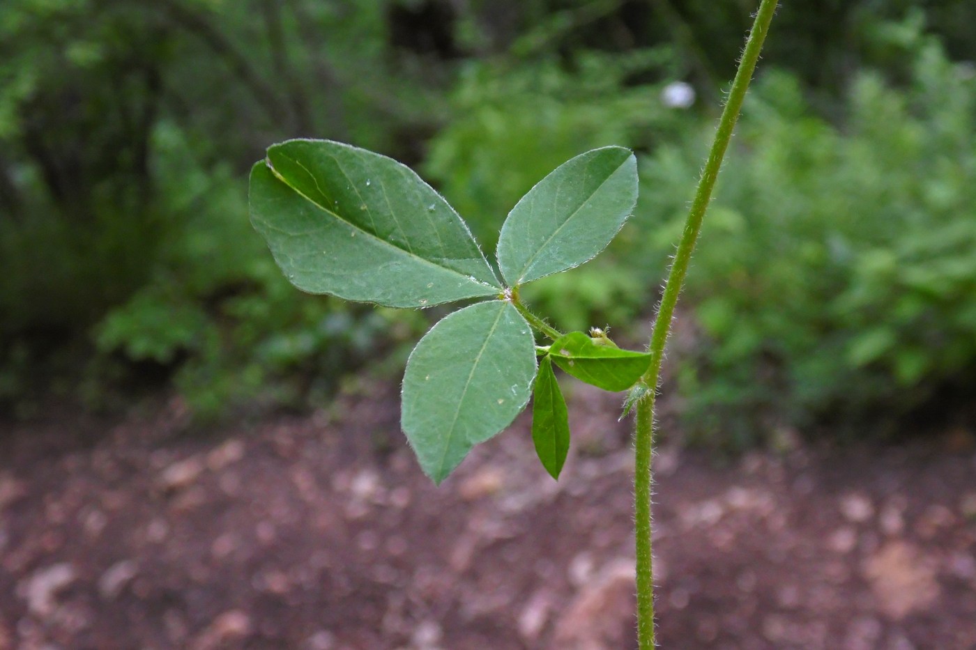 Изображение особи Argyrolobium biebersteinii.