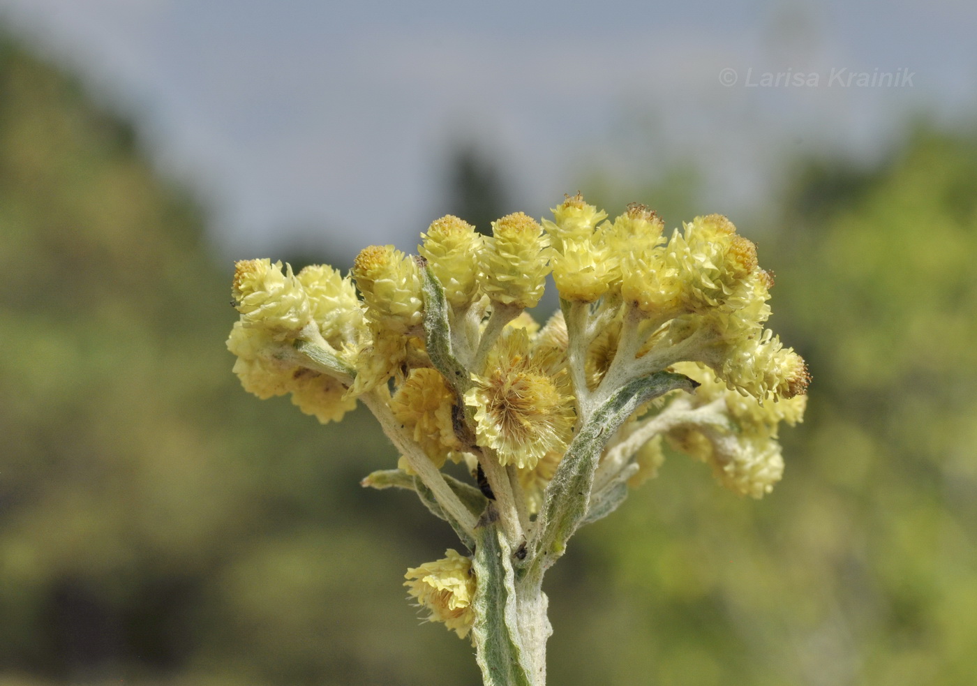 Image of Helichrysum arenarium specimen.