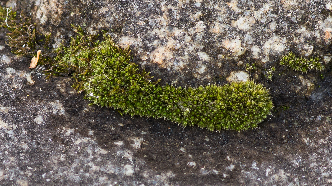 Image of class Bryopsida specimen.