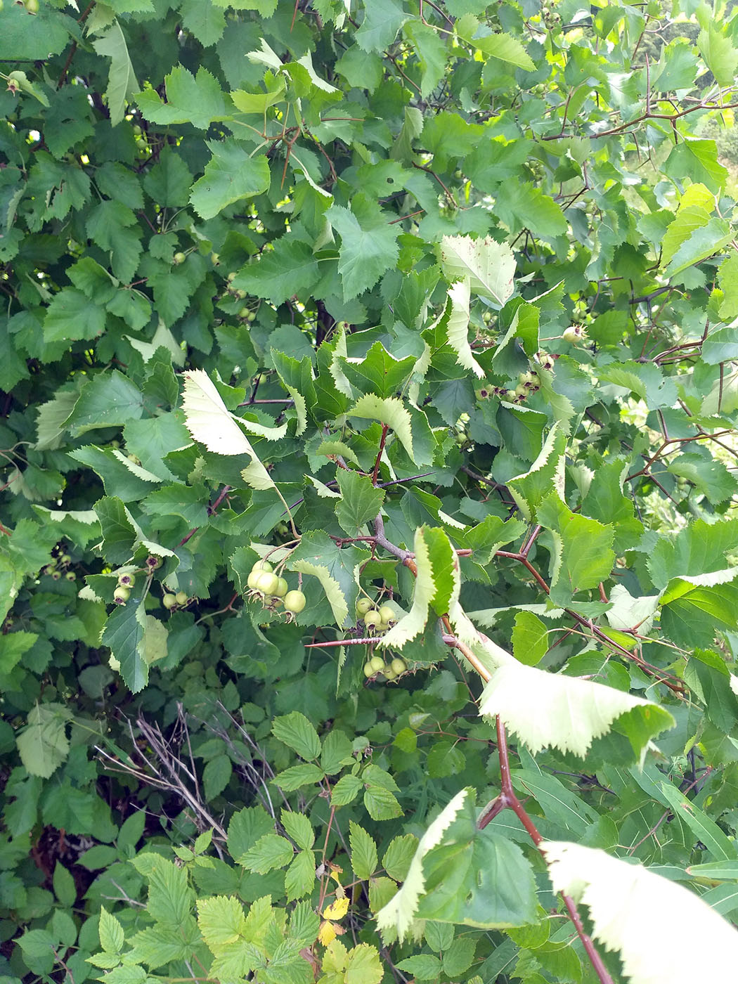 Image of Crataegus submollis specimen.