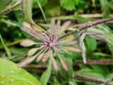 Rudbeckia hirta