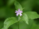 Melandrium dioicum. Цветок. Калужская обл., Боровский р-н, окр. дер. Семичёво, правый берег р. Руть, пойменный лес (черёмуха), обочина грунтовой дороги. 4 июня 2022 г.