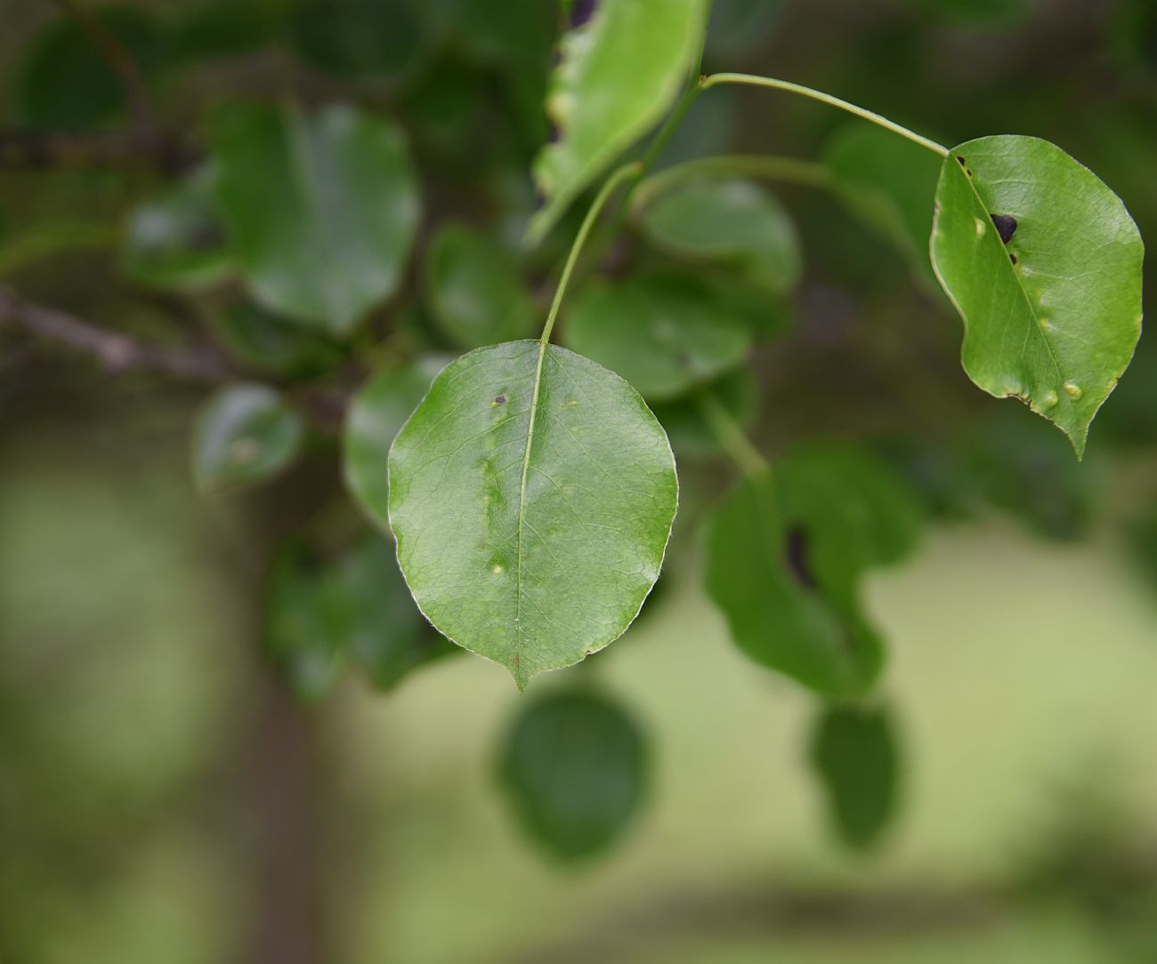 Изображение особи Pyrus caucasica.