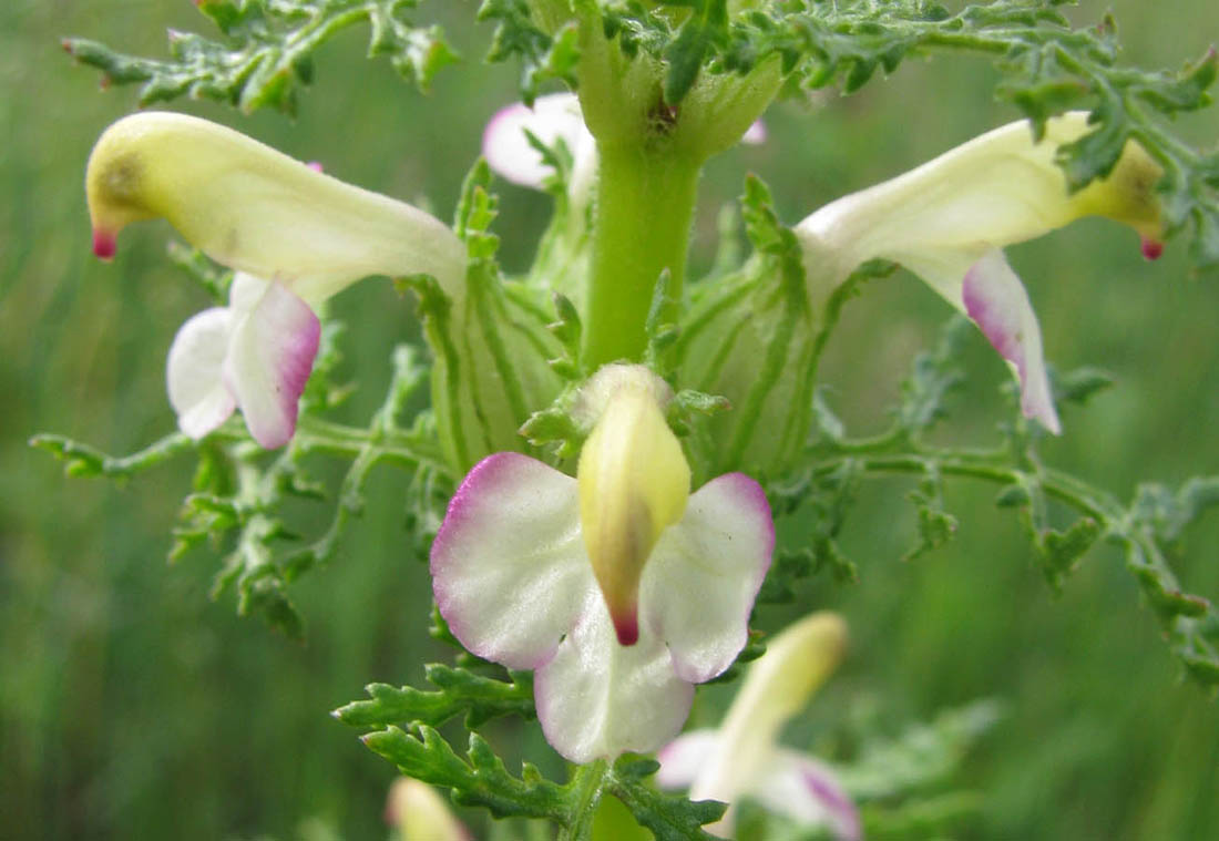 Image of Pedicularis myriophylla specimen.