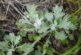 Artemisia stelleriana. Вегетирующие растения (вид сверху). Камчатский край, г. Петропавловск-Камчатский, Халактырский пляж, береговой вал. 17.08.2022.