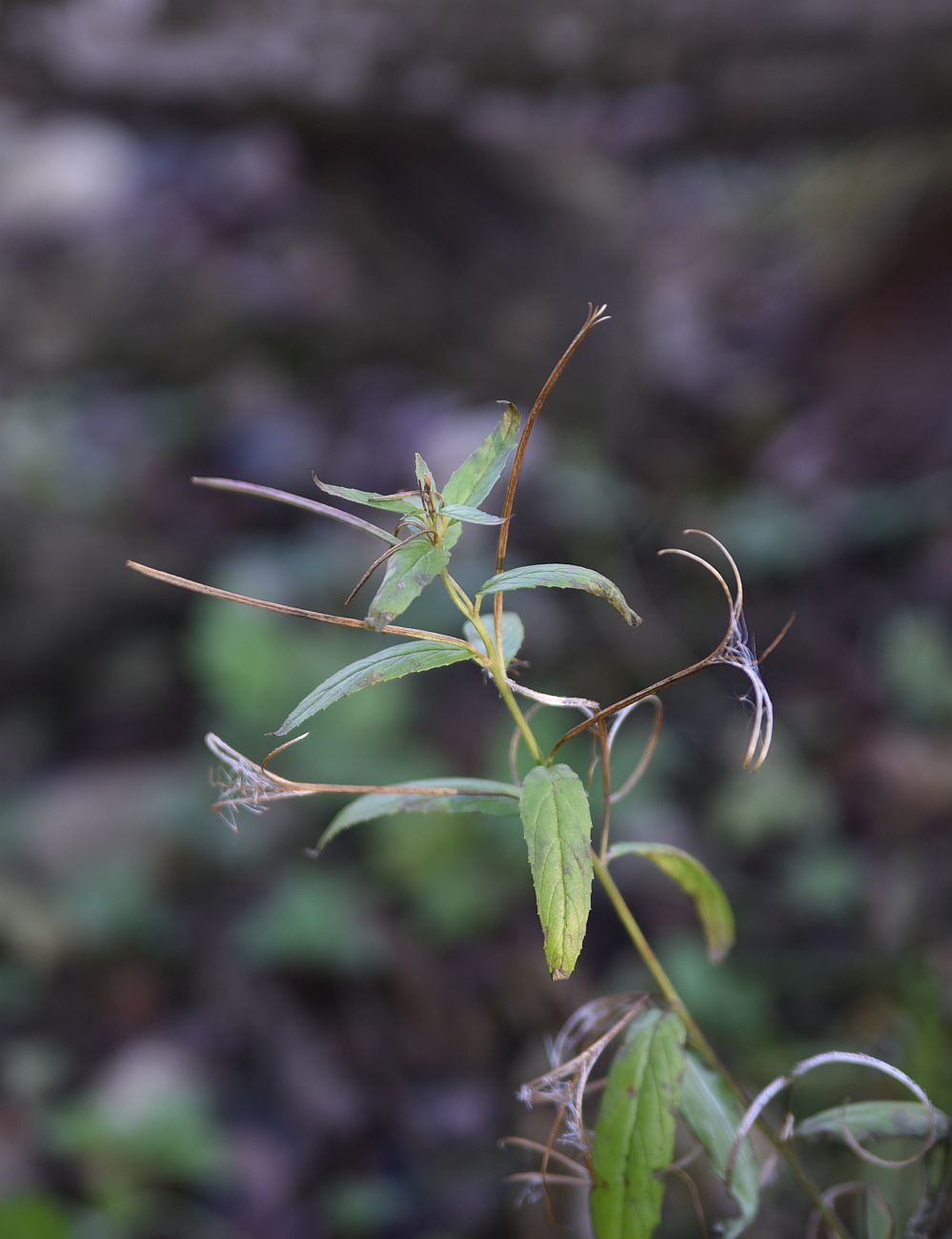 Изображение особи род Epilobium.