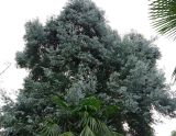 genus Eucalyptus. Крона дерева. Абхазия, г. Сухум, Сухумский ботанический сад. 25.09.2022.