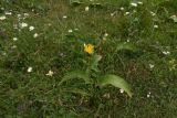 Inula helenium