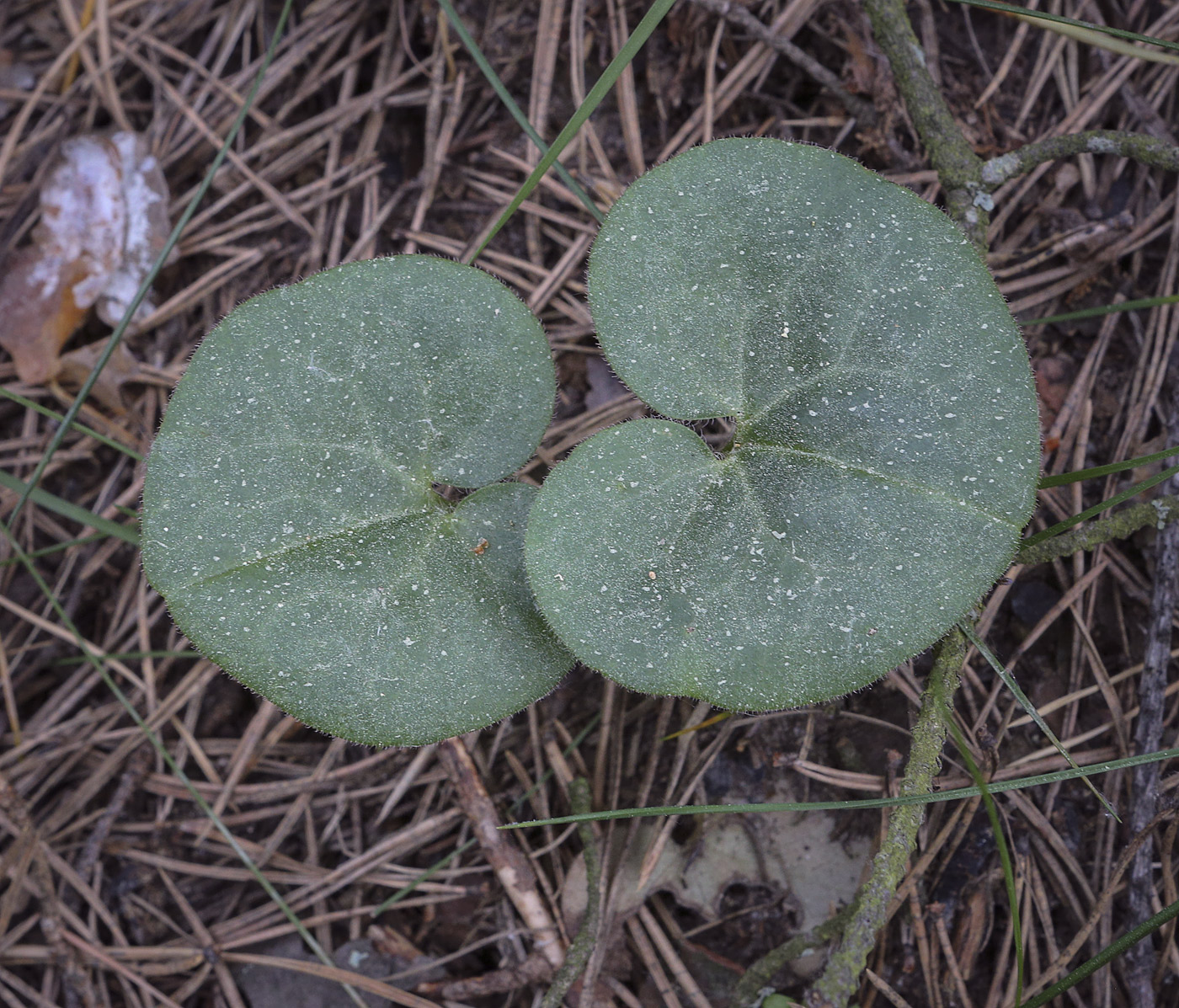 Image of Asarum europaeum specimen.