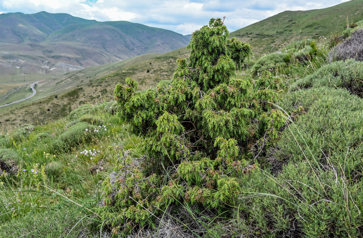 Image of Juniperus oblonga specimen.