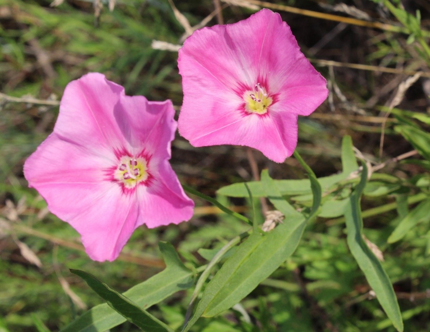 Image of Convolvulus chinensis specimen.