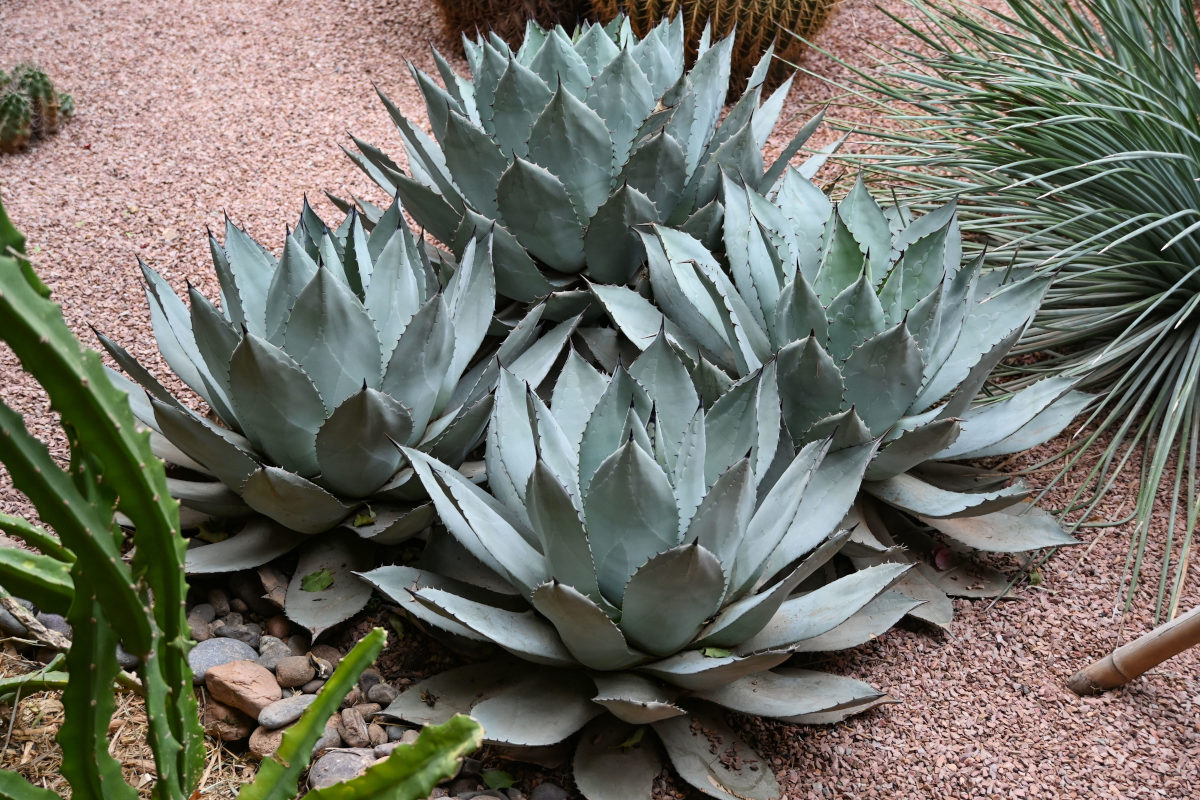 Изображение особи Agave parryi.