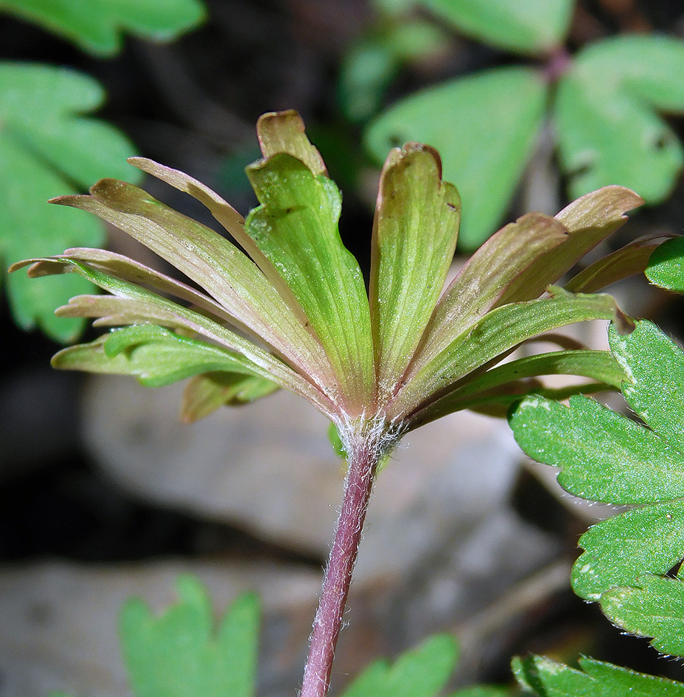 Изображение особи Anemone banketovii.